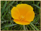 Californa Poppy