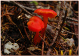 Hygrocybe miniata