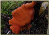 Hypomyces lactifluorum The Lobster