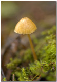 Mycena acicula