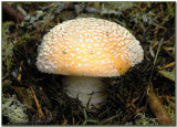 Amanita aprica