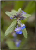 Collinsia parviflora