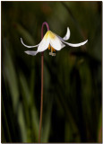 Fawn Lily