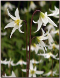 Fawn Lilies