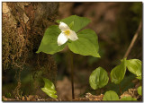 Trillium