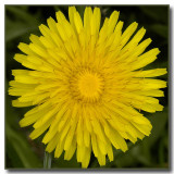 Taraxacum officinale (yesterday)