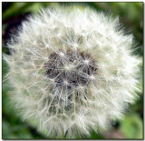 Taraxacum officinale (today)