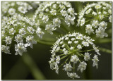 Cow Parsnip Blossom