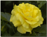 Yellow Rose