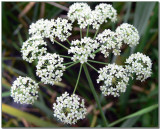 Douglas water-hemlock (Cicuta douglasii)