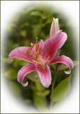 Oriental Lily