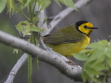 Hooded Warbler