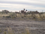 Guanacos