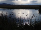 Christmas Day - The bird sanctuary Largo Argentino