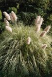 Pampus Grass