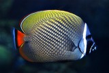redtailed butterflyfish