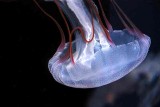 Purple banded jelly