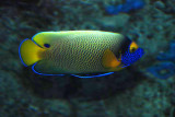Bluefaced angelfish