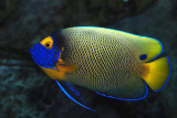 Bluefaced angelfish