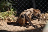 Geoffreys Spider Monkey