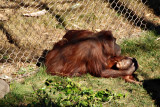 Mother Orangutan and baby