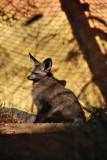 Large eared fox