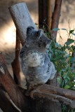 Koala with baby on back