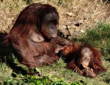 Mother Orangutan and baby