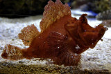 Scorpionfish