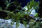 Leafy seadragon