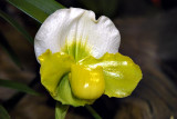 Paphiopedilum