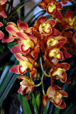 Cymbidium