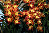 Cymbidium  Wallacia Burnt Orange