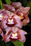 Cymbidium