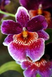 Miltoniopsis or pansy orchid