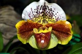 Paphiopedilum