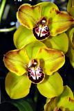 Cymbidium Kakadu Sunset 'Green Spectacle'