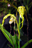 Paphiopedilum hybid