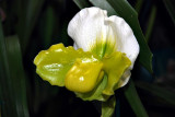 Paphiopedilum