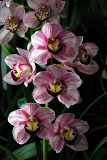 Cymbidium (Physical Attraction x Camouflage Candy)