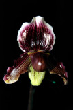 Paphiopedilum