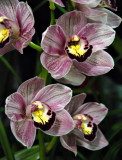 Cymbidium (Physical Attraction x Camouflage Candy)