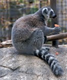 Ringtail lemur