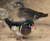 Wood Ducks, a pair (as you always see them)