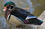 Wood duck (male)