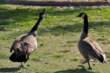 Spatting canadian geese