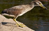 Night heron