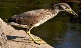 Night heron