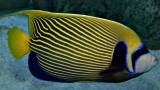 Emperor angelfish