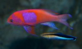 Square Spot Anthius with Cleaner Wrasse